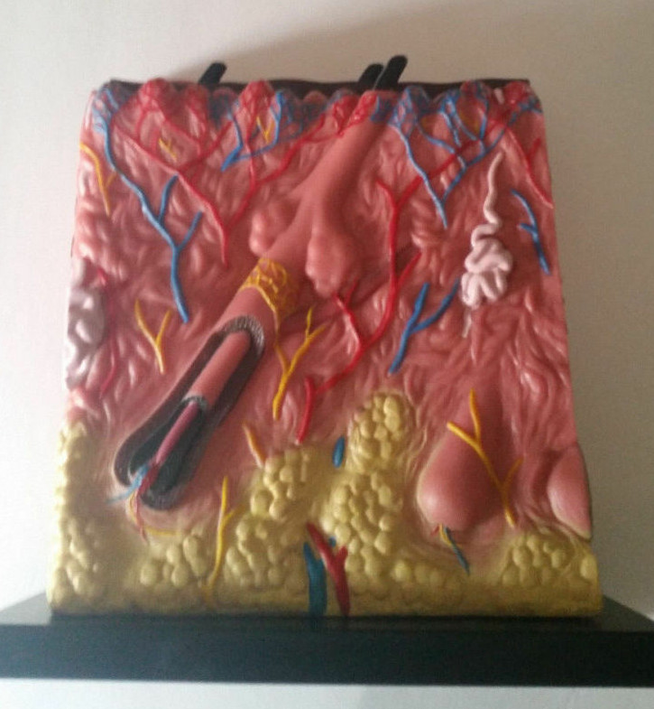 Skin cell Model 4 sided of Skin & Hair Anatomy Display Art - Photo 1